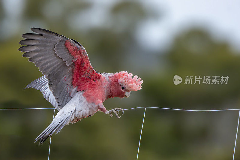 少年拉里(Eolophus roseicapilla)